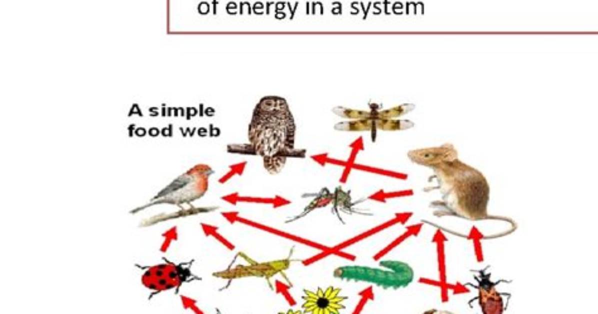Is Food Web Multidirectional?