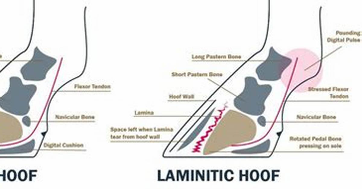 Is Foundering and Laminitis the Same Thing?