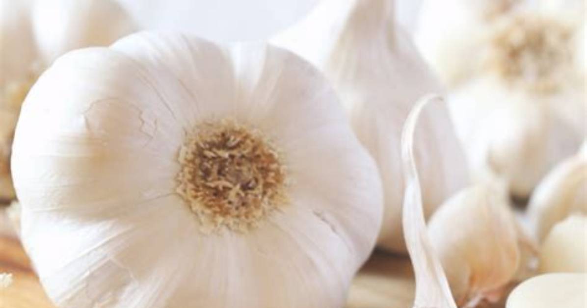Is Garlic Good for Kidneys?