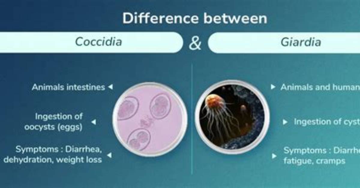 Is Giardia a Coccidia?