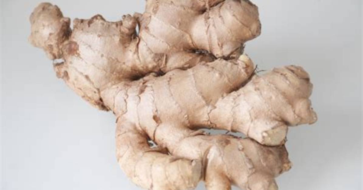 Is Ginger a Tuber