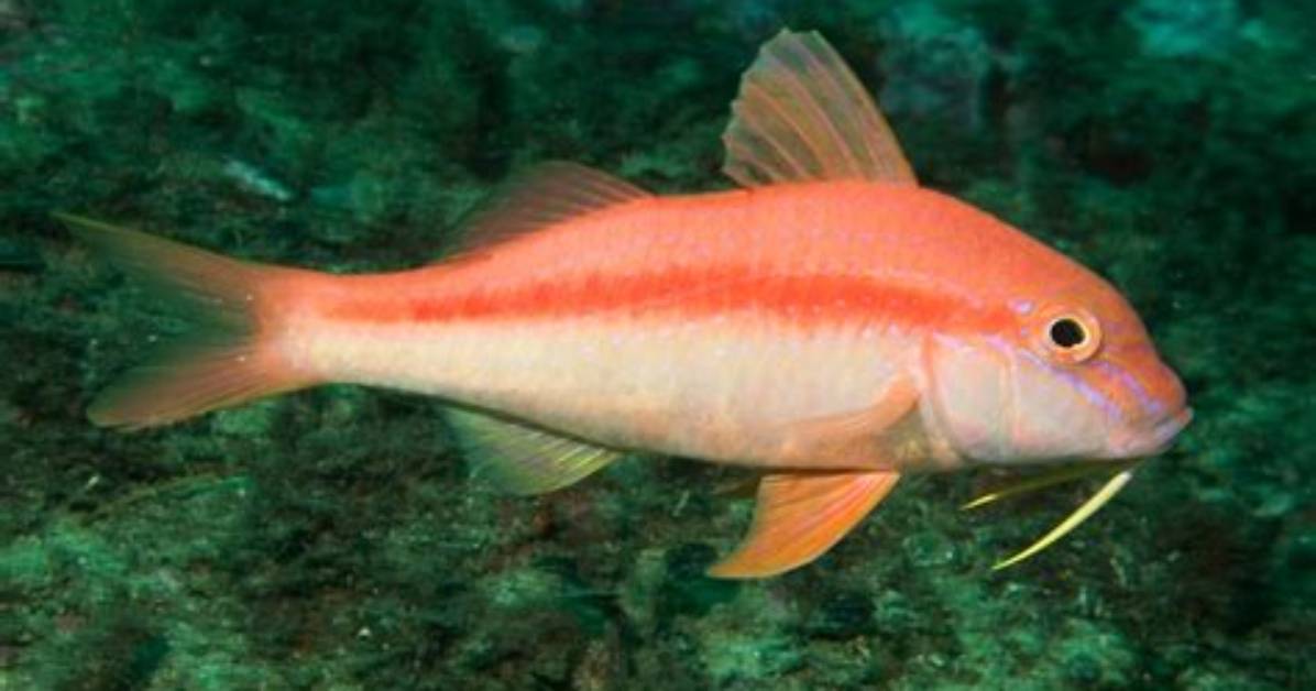 Is Goatfish a Fish?