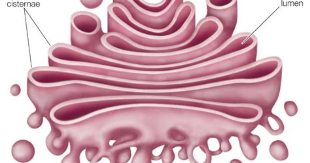 Is Golgi Complex Called Dictyosomes?