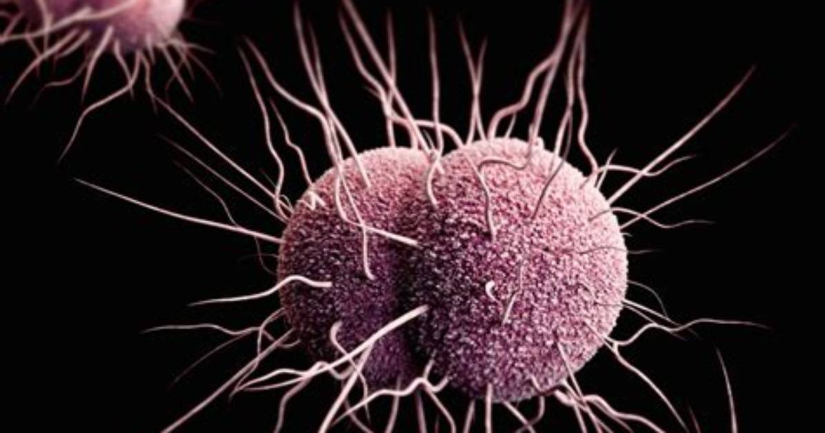 Is Gonorrhea a Virus?