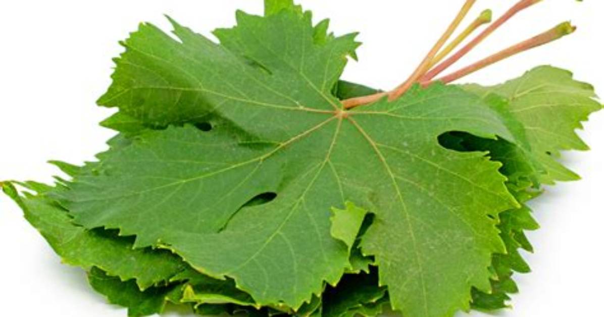 Is Grape Leaf Edible