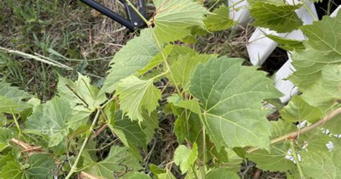 Is Grape Vine Invasive