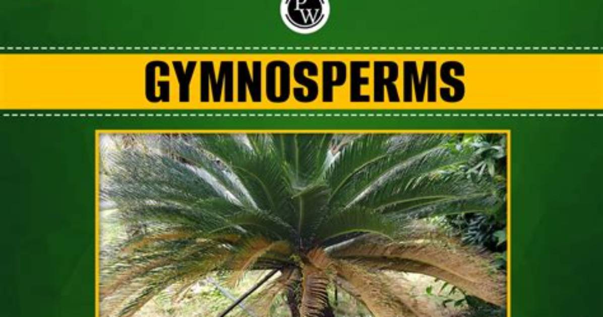 Is Grass a Gymnosperm?