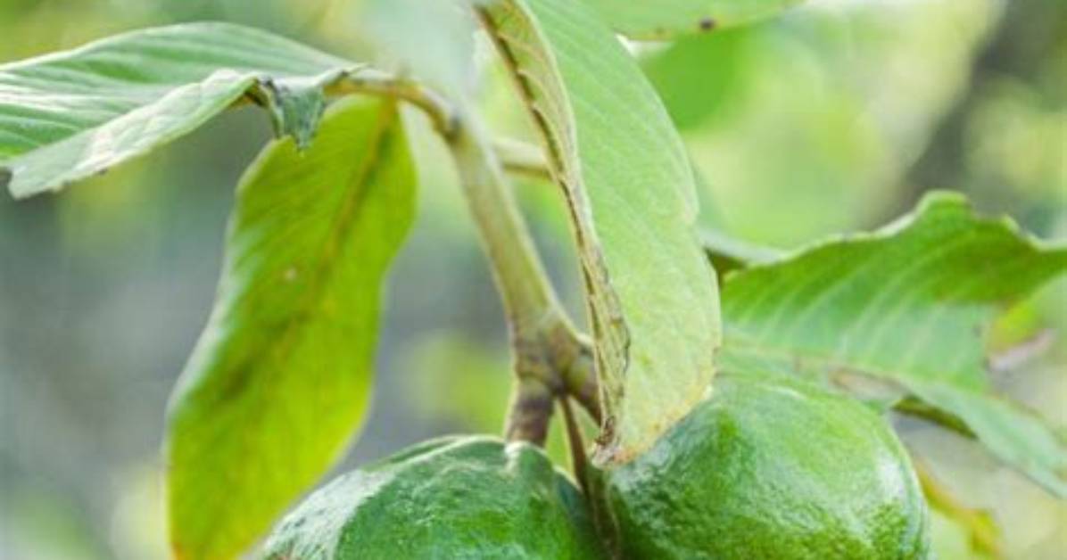 Is Guava a Vine
