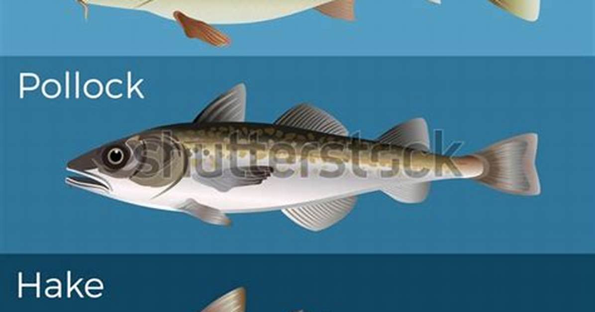 Is Hake Like Cod?