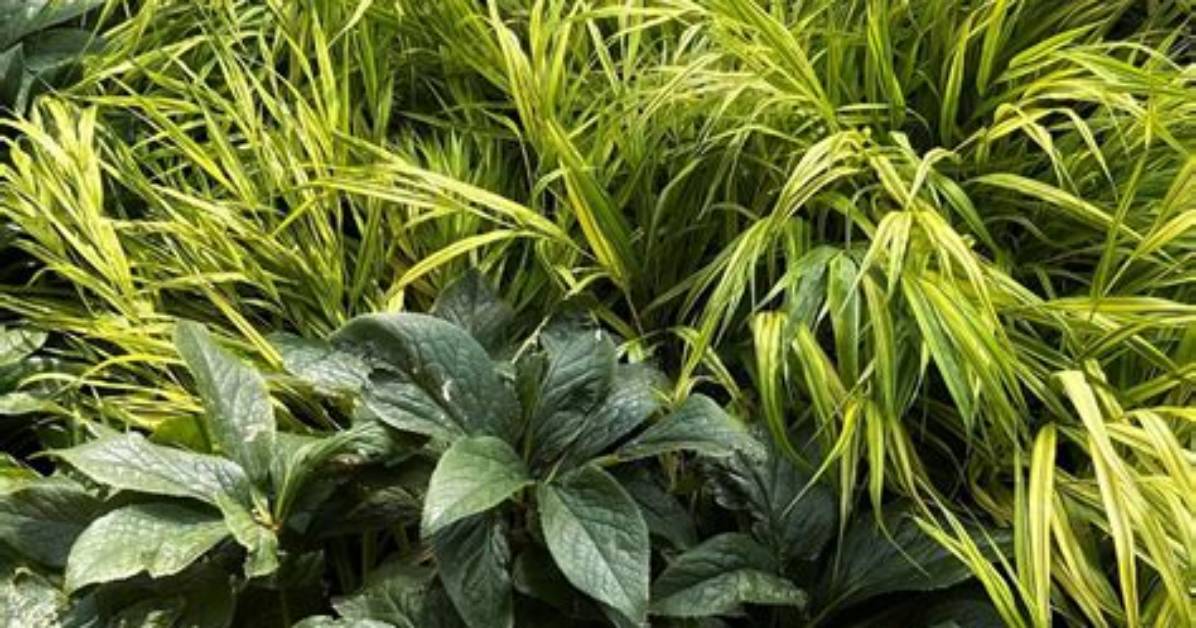 Is Hakone Grass Invasive?