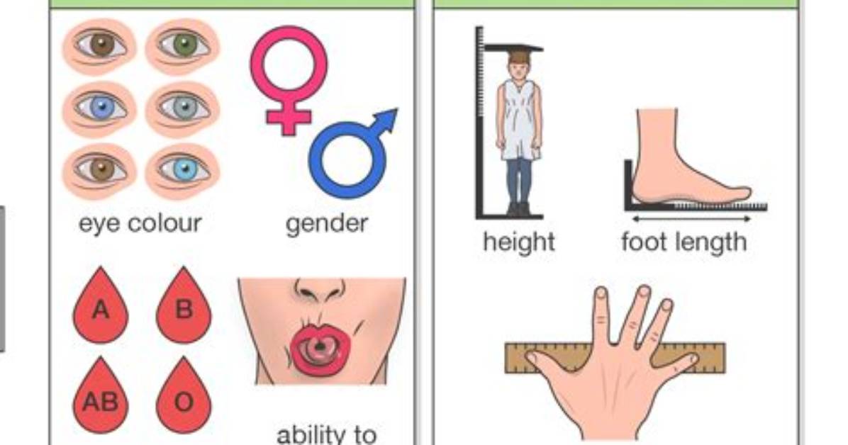 Is Hand Span Discrete or Continuous?