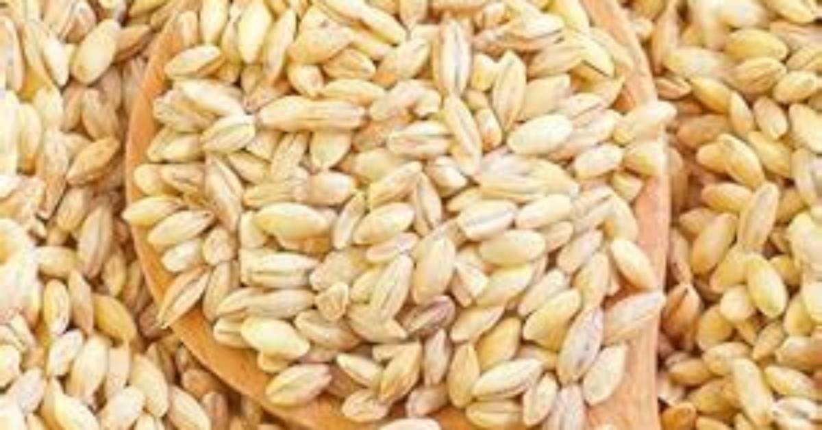 Is Hard White Wheat Gmo