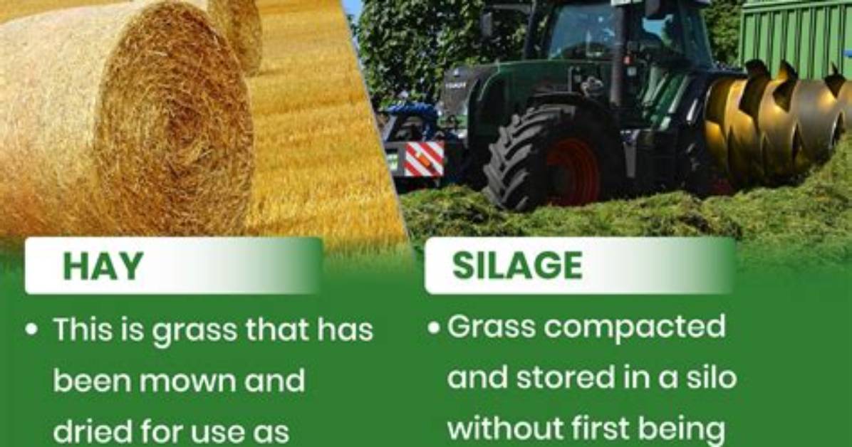 Is Hay Fed the Same as Grass Fed?
