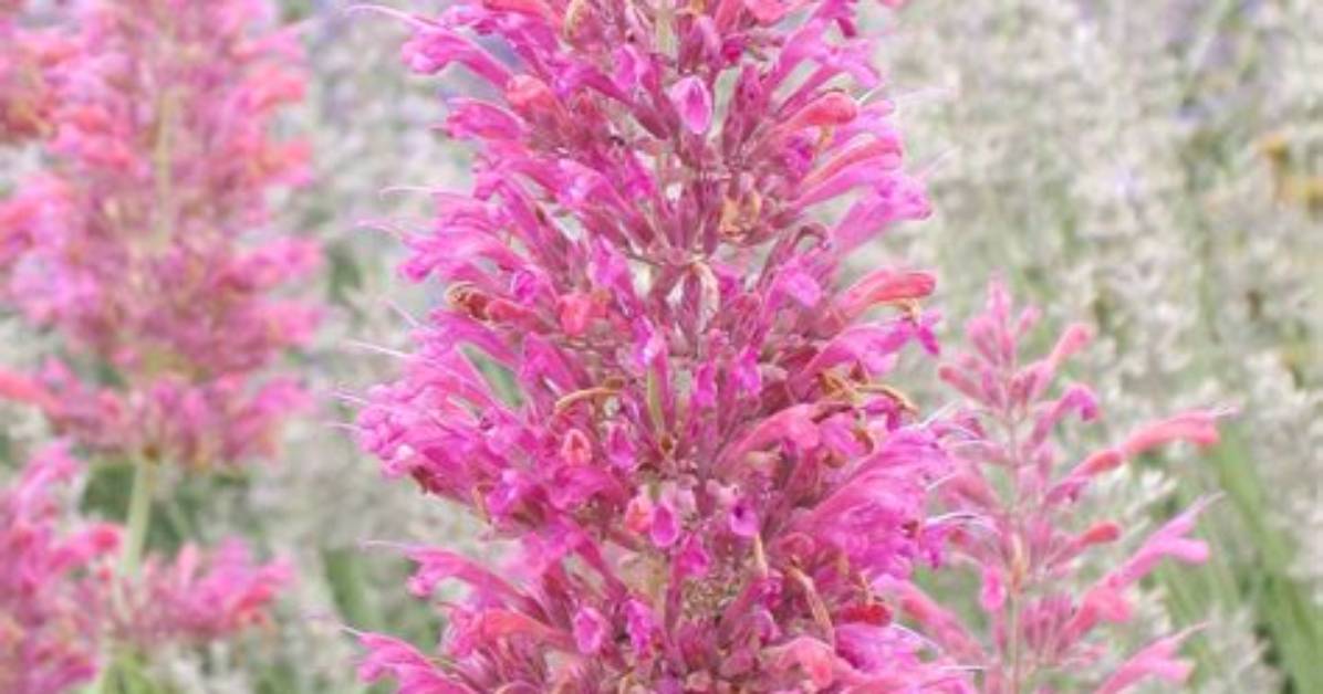 Is Heather a Fragrant