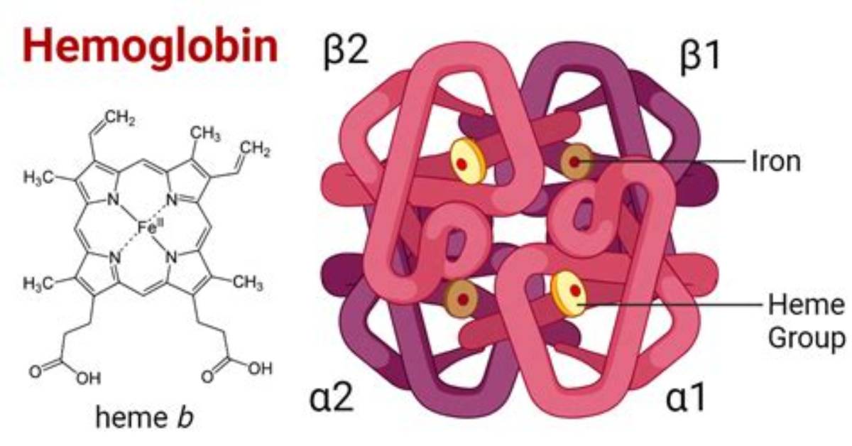 Is Hemoglobin a Protein?