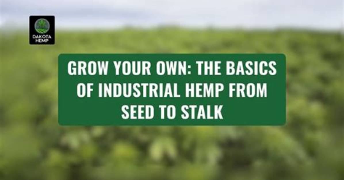 Is Hemp Considered a Grain