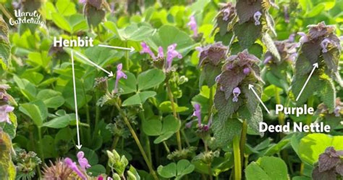 Is Henbit the Same as Dead Nettle?