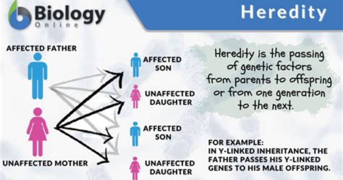 Is Hereditary the Same as Genetic?