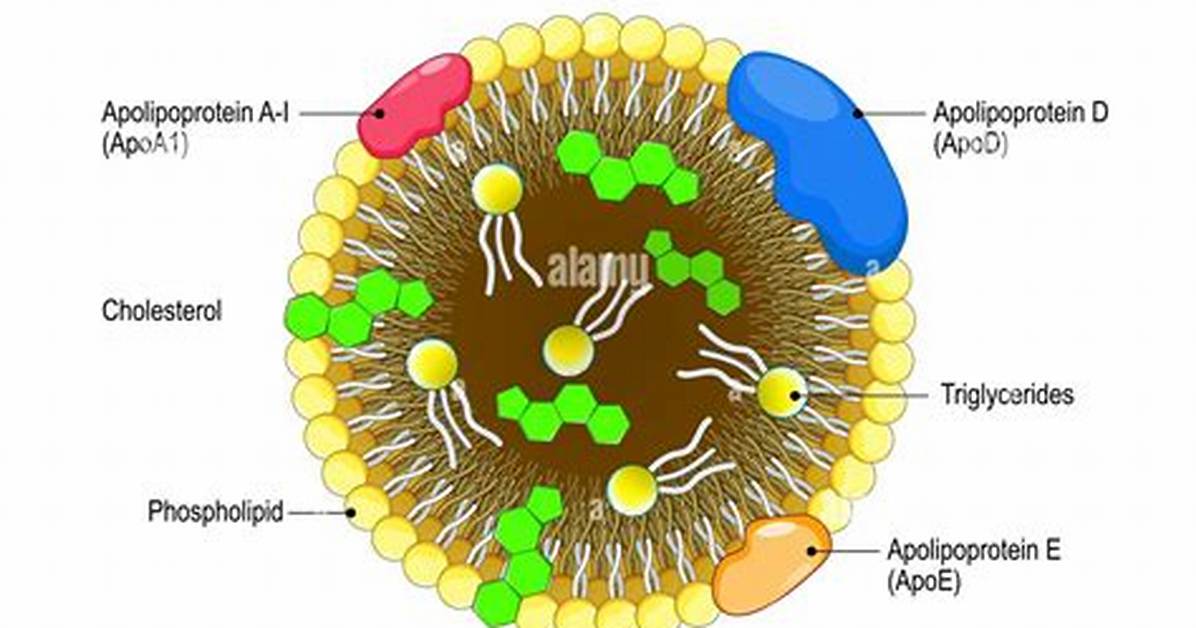 Is High Density Lipoprotein Good?