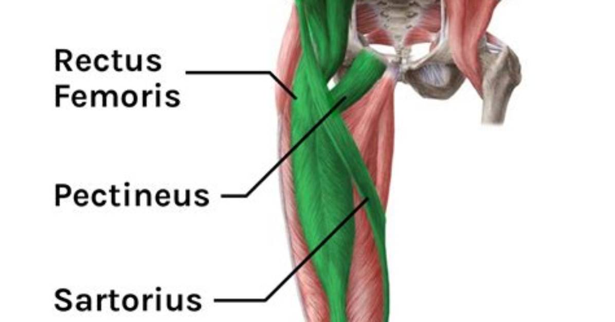 Is Hip Flexor a Muscle?
