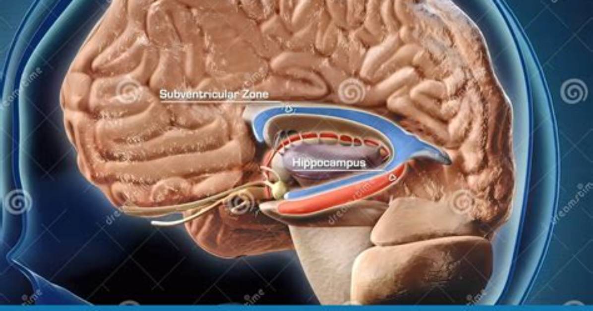 Is Hippocampus in Temporal Lobe?