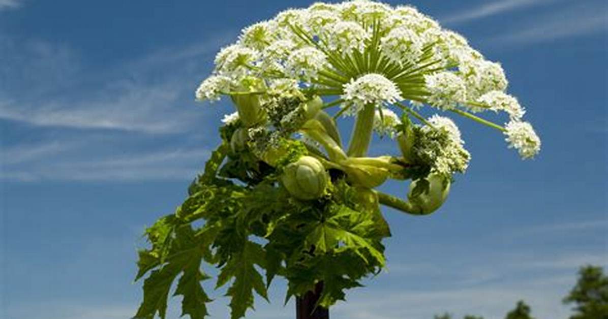 Is Hogweed Dangerous