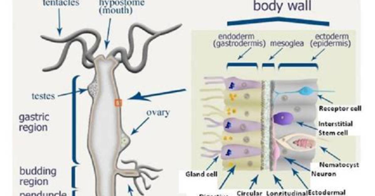 Is Hydra a Cell or Tissue