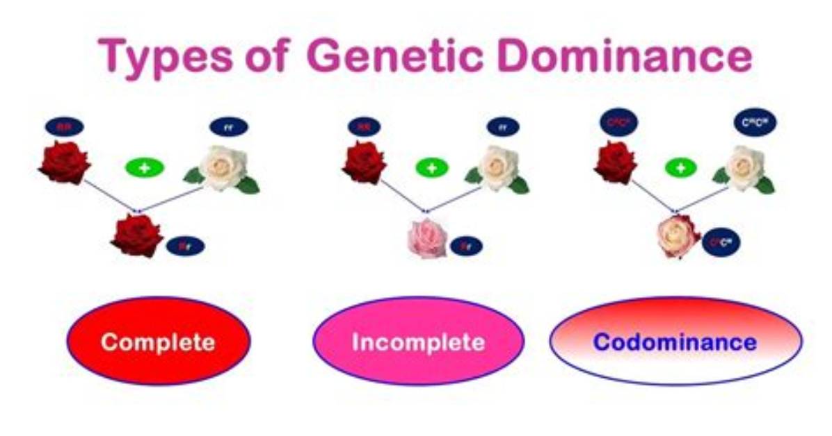 Is Incomplete Dominance Different from Codominance?