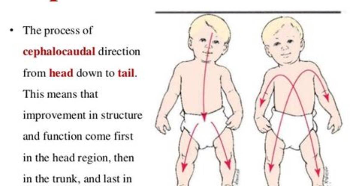 Is Infant Development Cephalocaudal?