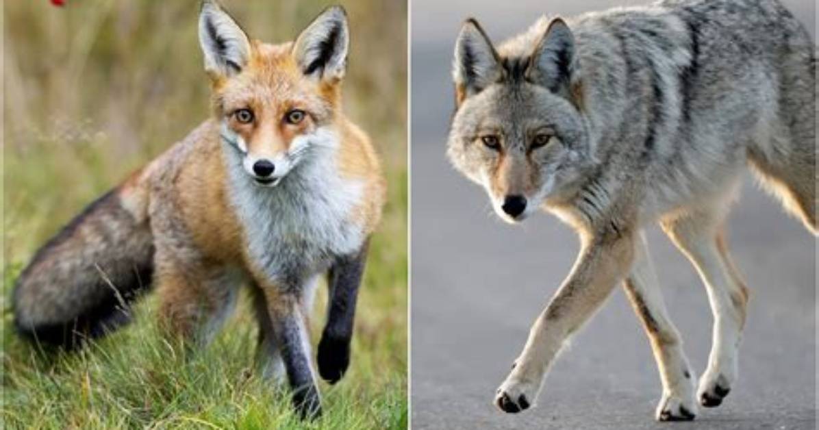 Is It a Fox or Coyote?