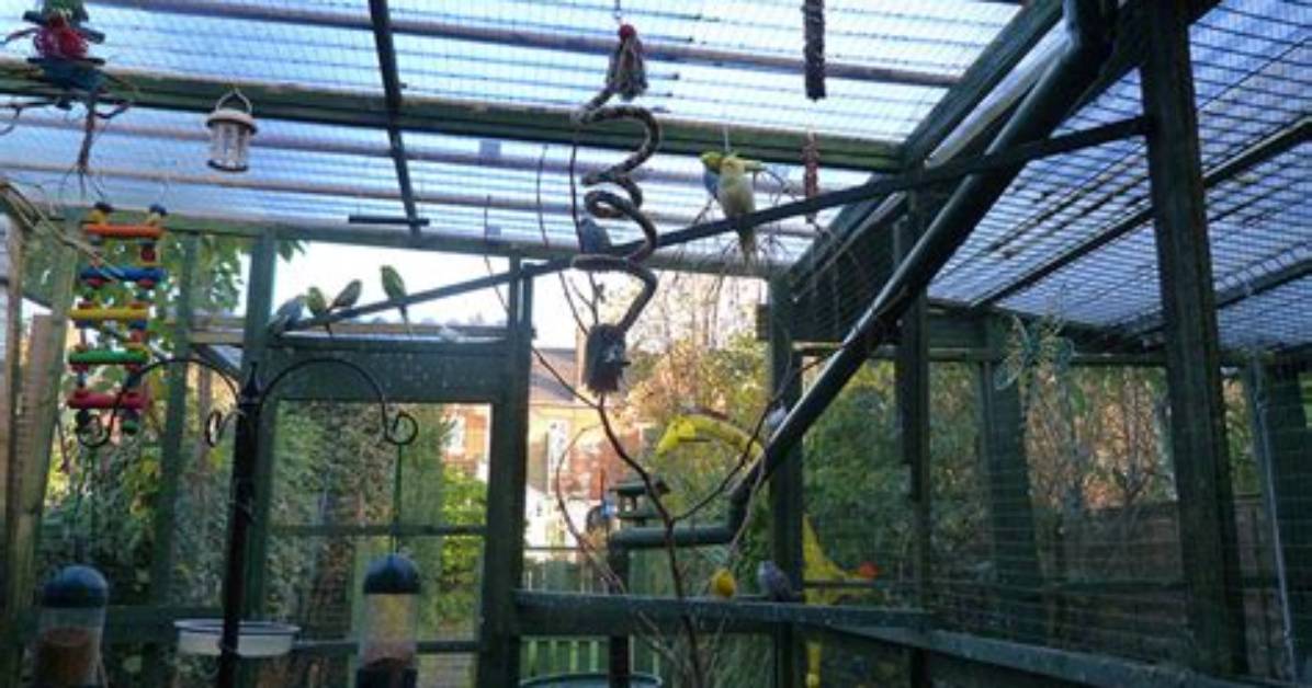 Is It Aviary or Apiary?