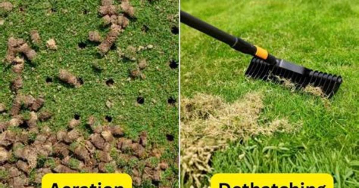 Is It Better to Dethatch or Aerate Before Overseeding?