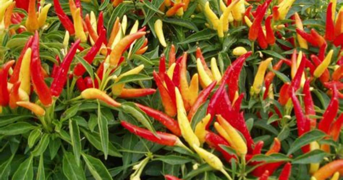 Is It Chili or Chilly?