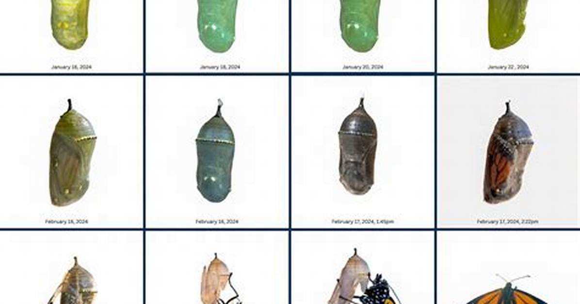 Is It Chrysalis or Chrysalis?