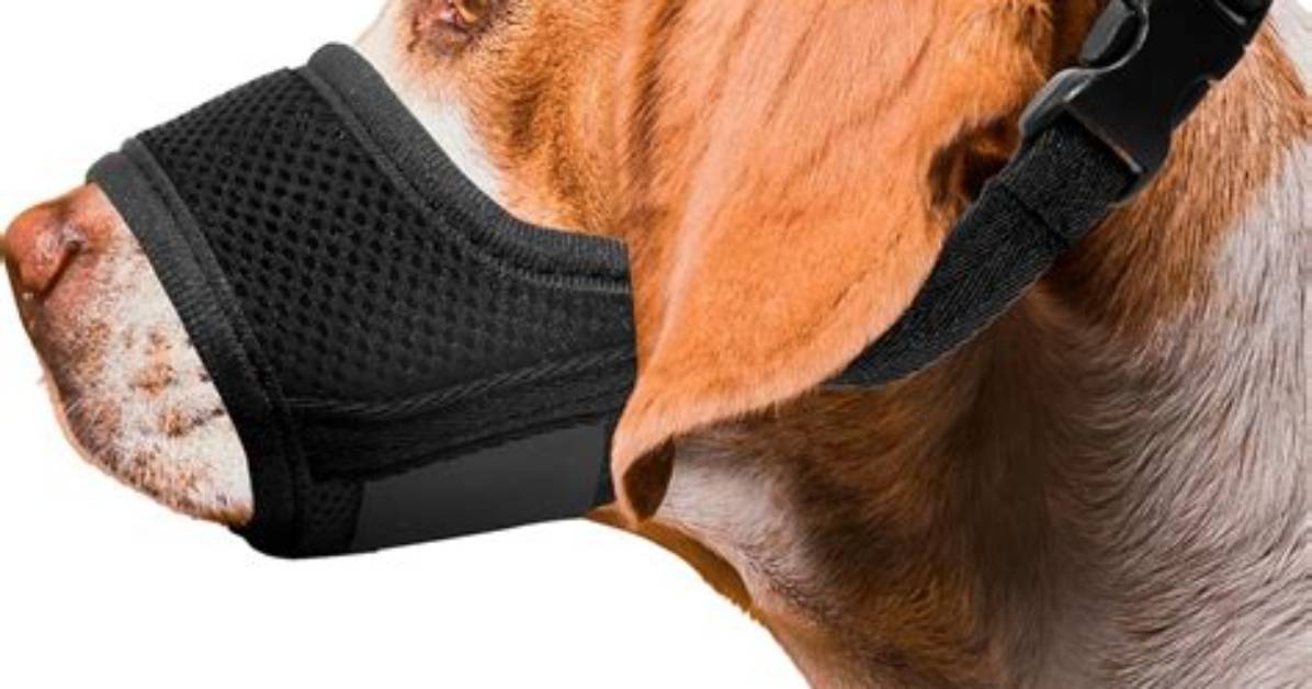 Is It Ok to Muzzle a Dog All Day