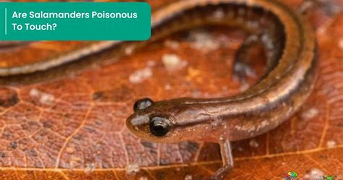 Is It Ok to Touch Salamanders?