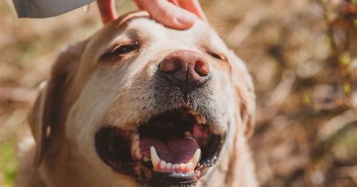 Is It Pet or Petted?