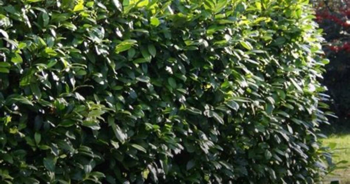 Is It Safe to Cut Laurel