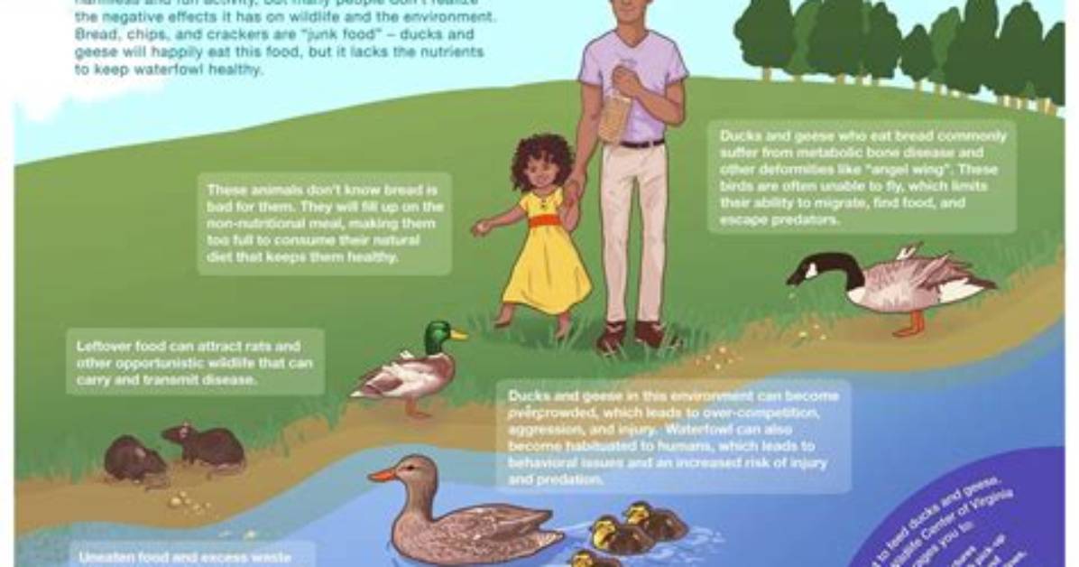Is It Safe to Feed Ducks Bread
