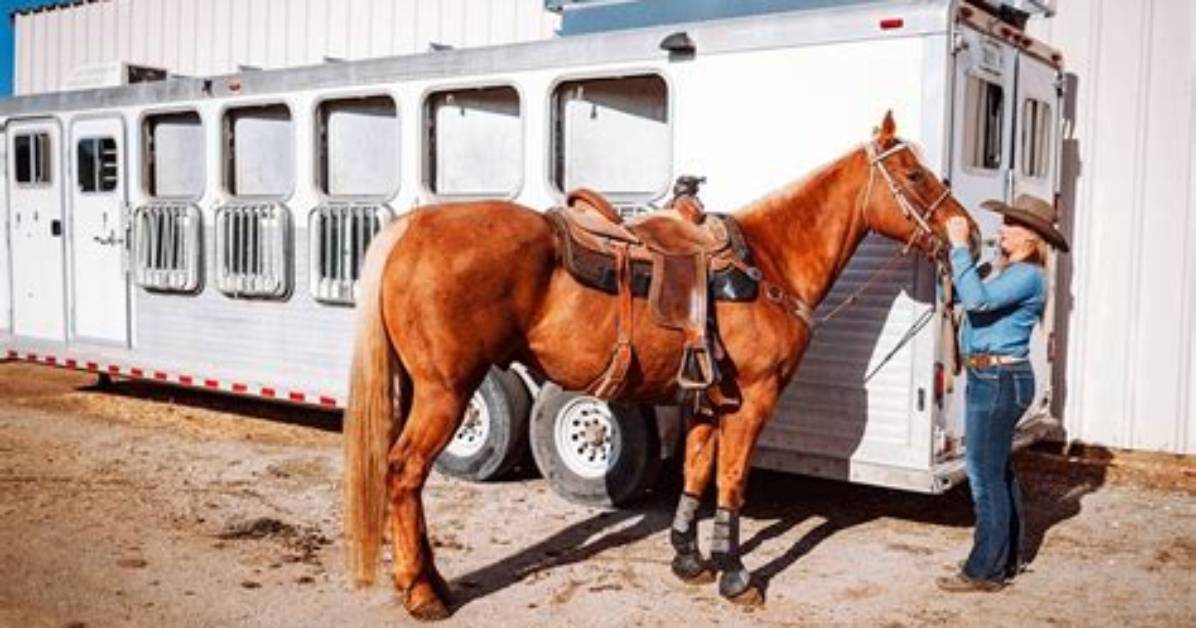 Is It Safe to Haul Horses in a Stock Trailer?