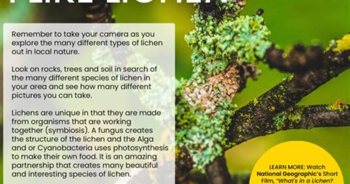 Is It Safe to Touch Lichen