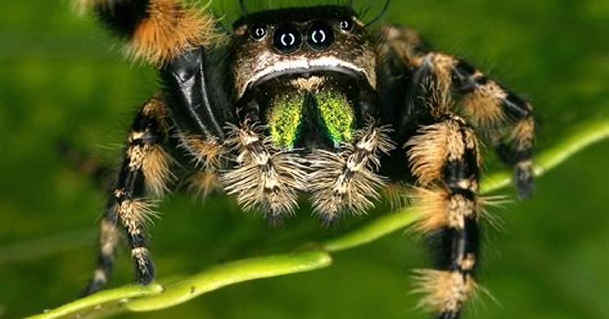 Is Jumping Spiders Poisonous?
