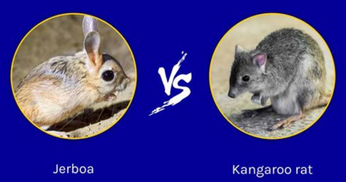 Is Kangaroo a Rodent?