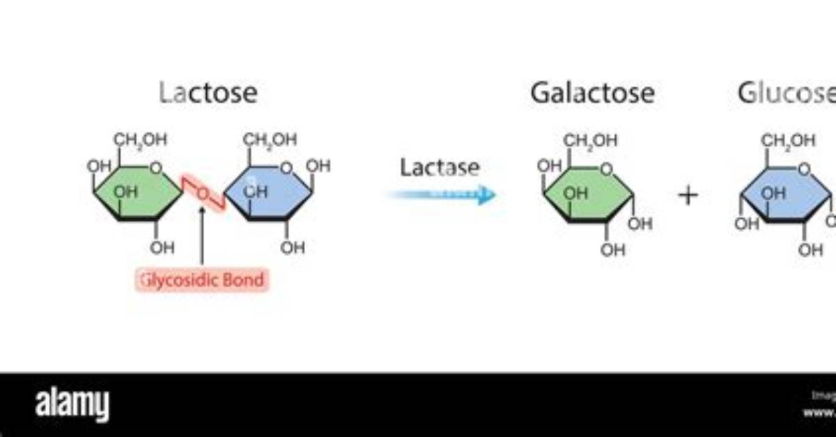 Is Lactase an Enzyme?
