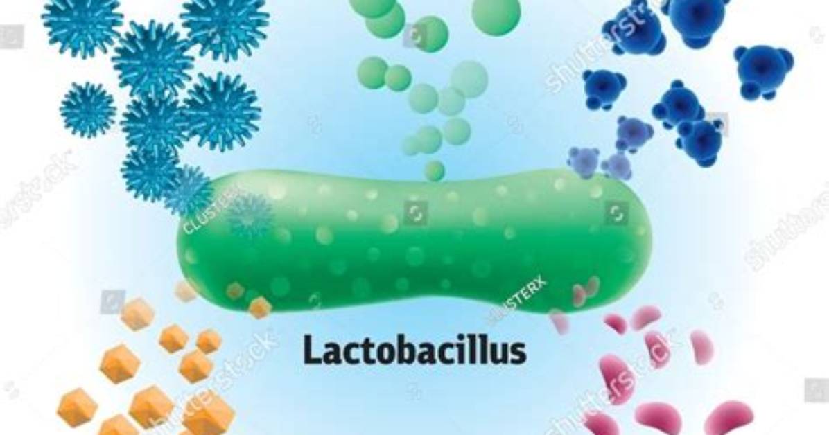 Is Lactobacillus Dairy