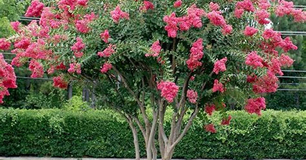 Is Lagerstroemia Deer Resistant?