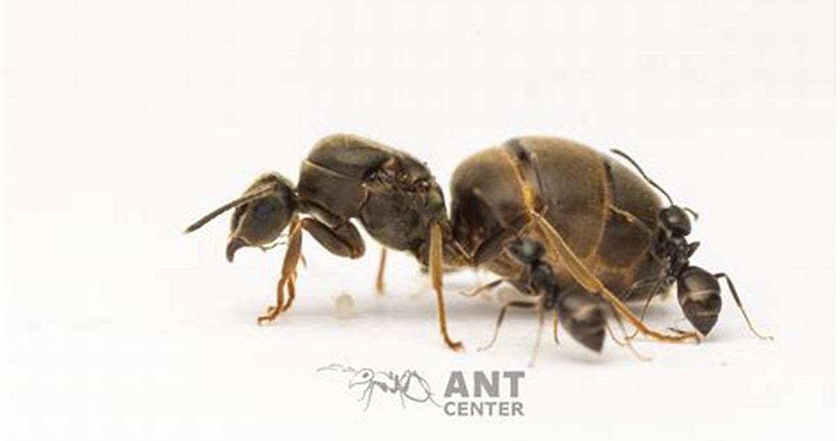Is Lasius Niger Claustral?