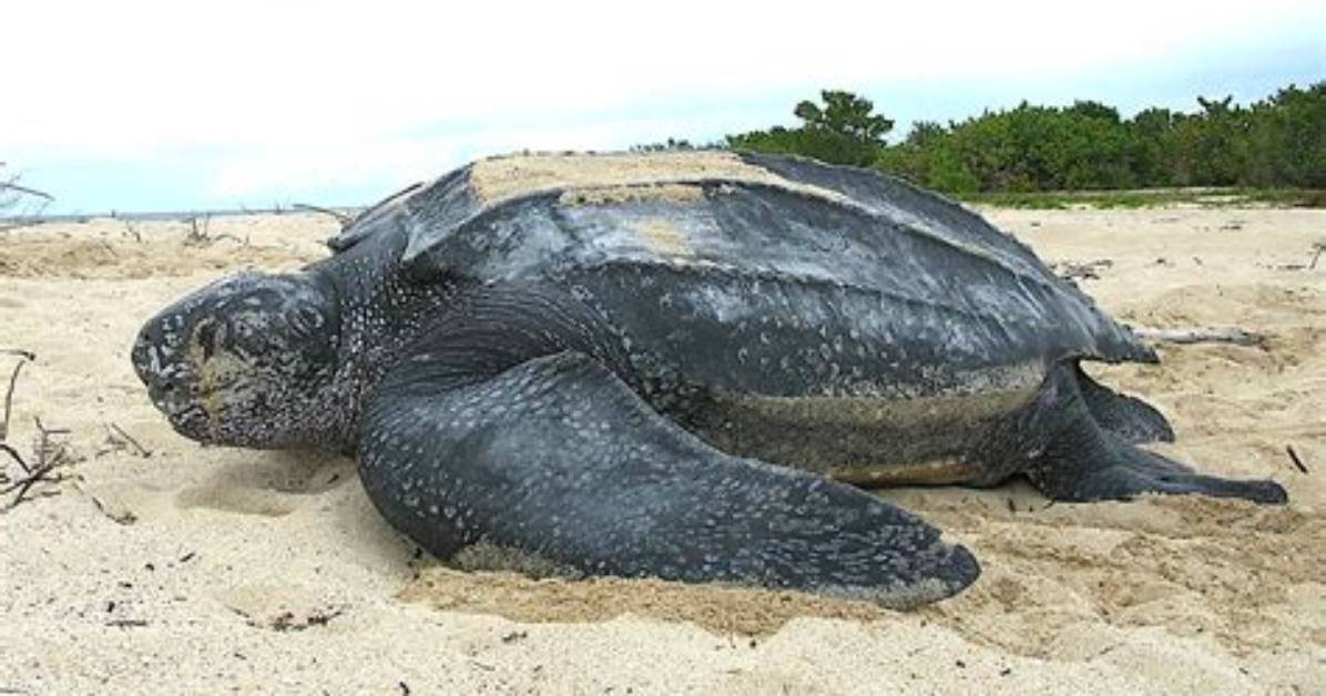 Is Leatherback Sea Turtle Alive?