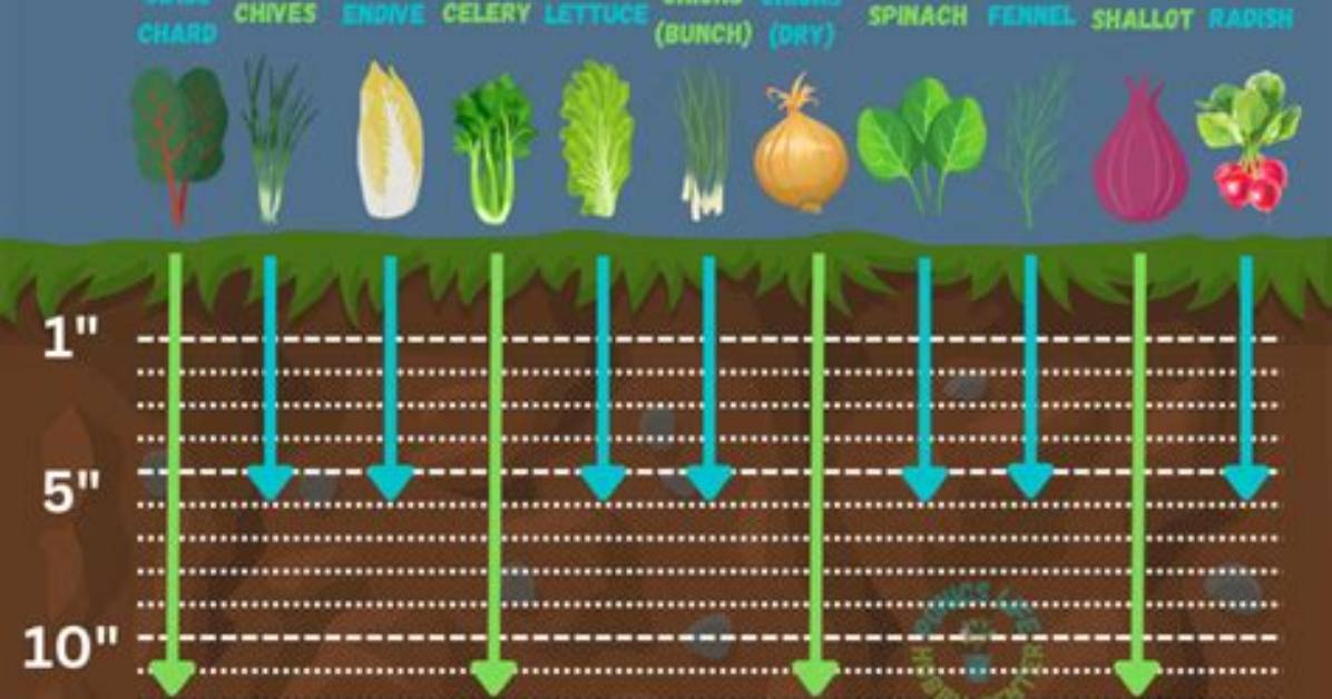 Is Lettuce Shallow Rooted?