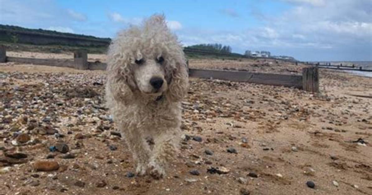 Is Leysdown Beach Dog Friendly?